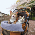 【メディア掲載】WEB版「猫びよりプラス」でご紹介いただきました